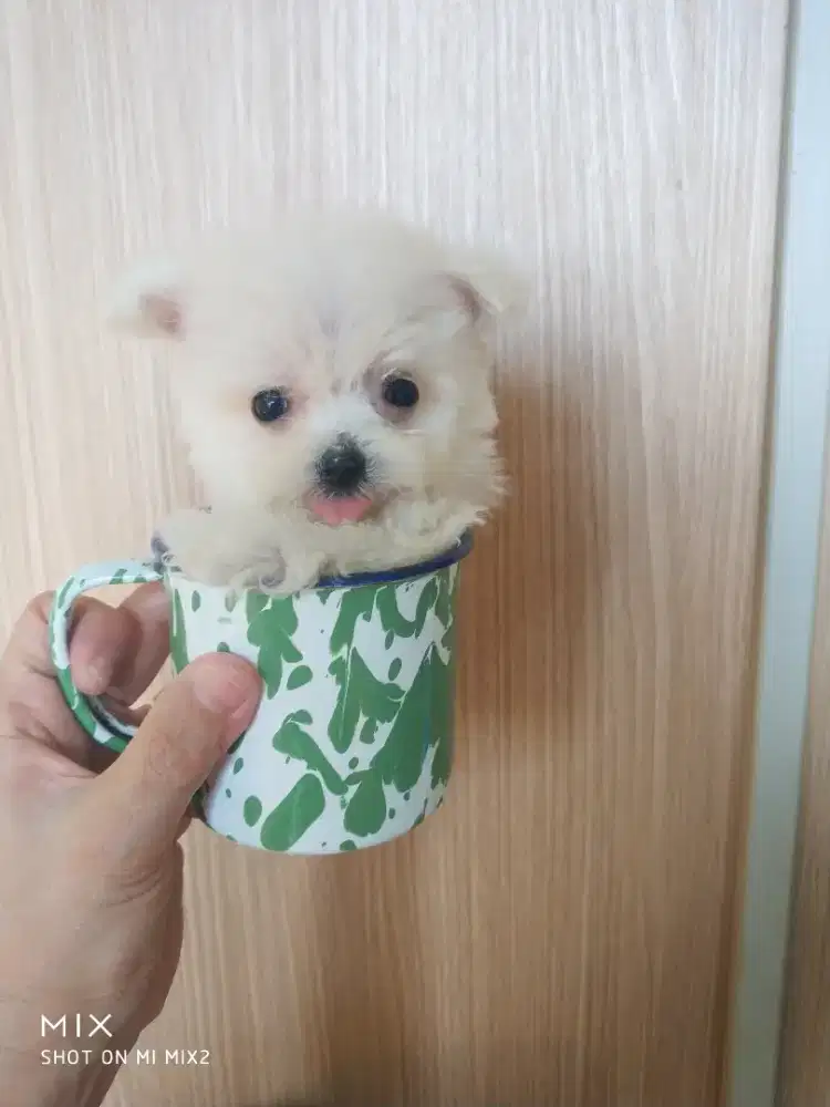 Super Tiny Bichonfrise