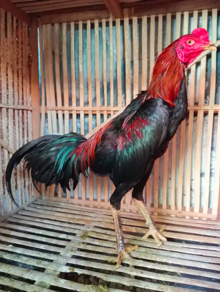 Ayam Bangkok muda