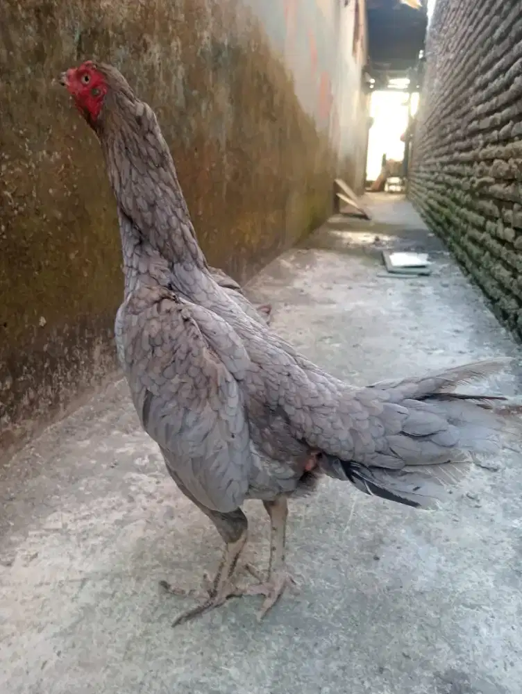 Ayam betina BK Mangon pkul keras