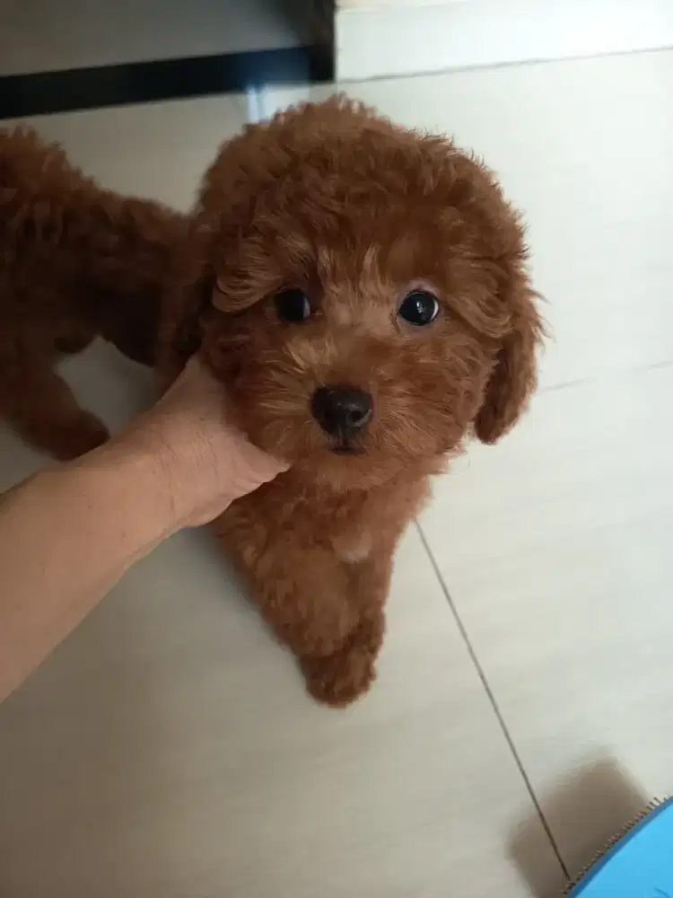 red toy poodle female