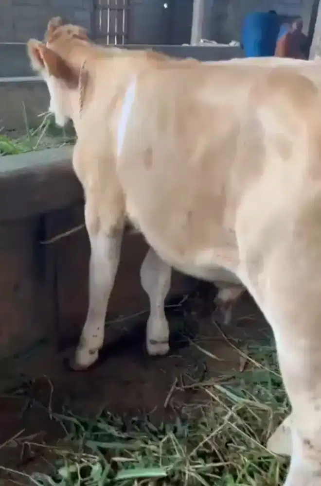 Pedetan dan Sapi