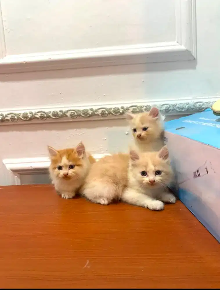 Kucing Persia bapaknya piknoos dan kaki pendek di open adopsi