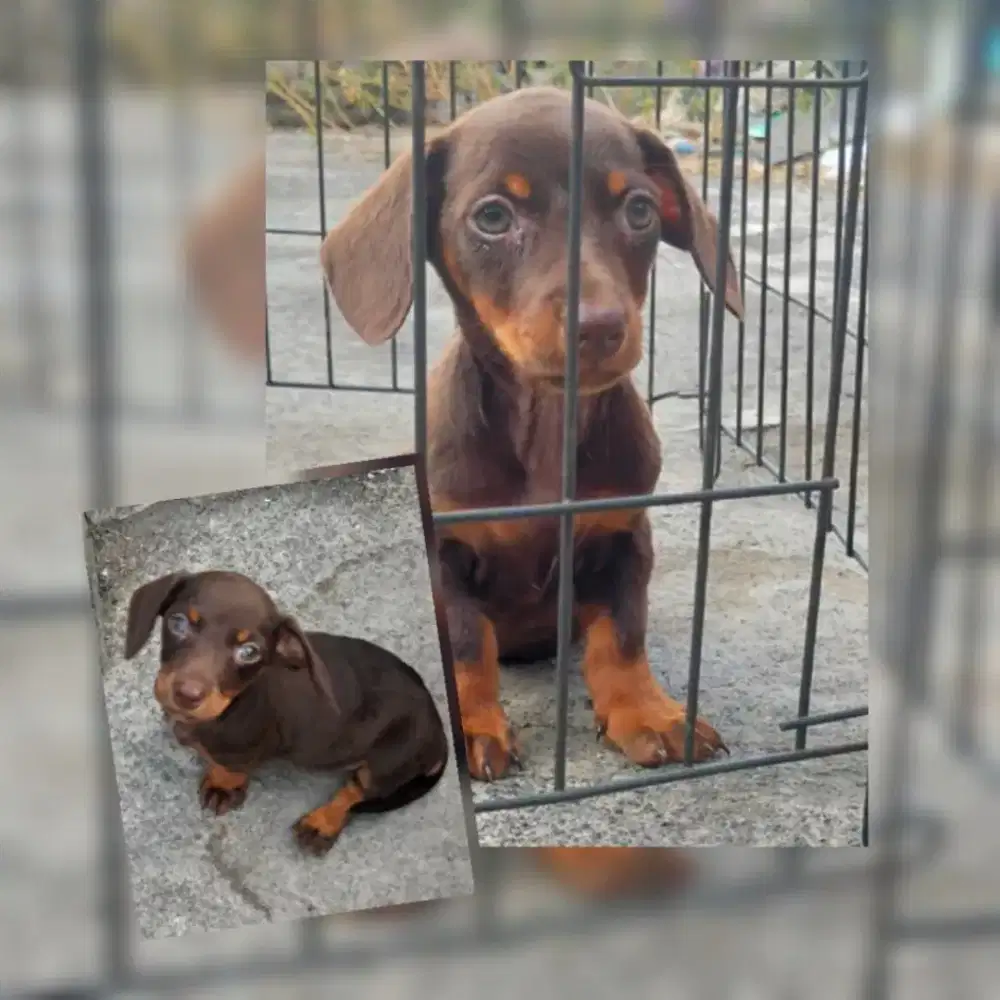 puppies tekkel betina