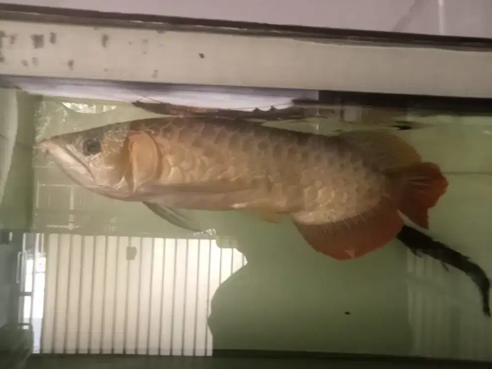 arwana super red kurleb 45cm