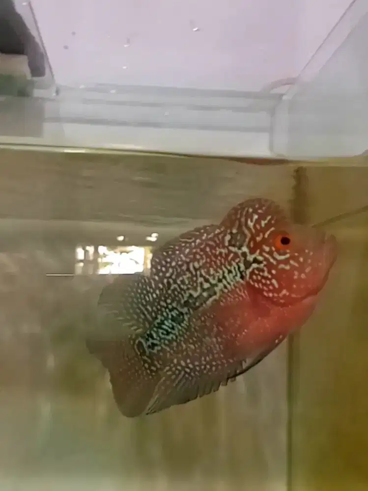 Jual ikan louhan cencu size 3jarian