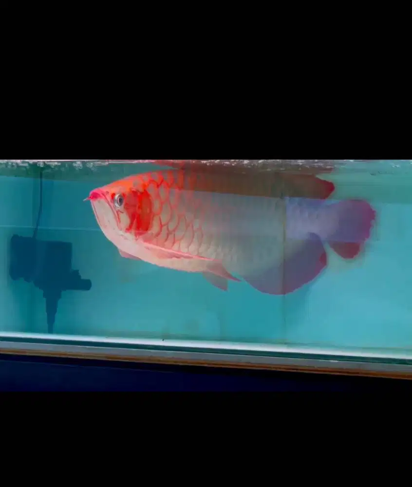 Arwana Super Red SB Jumbo -+60-65CM