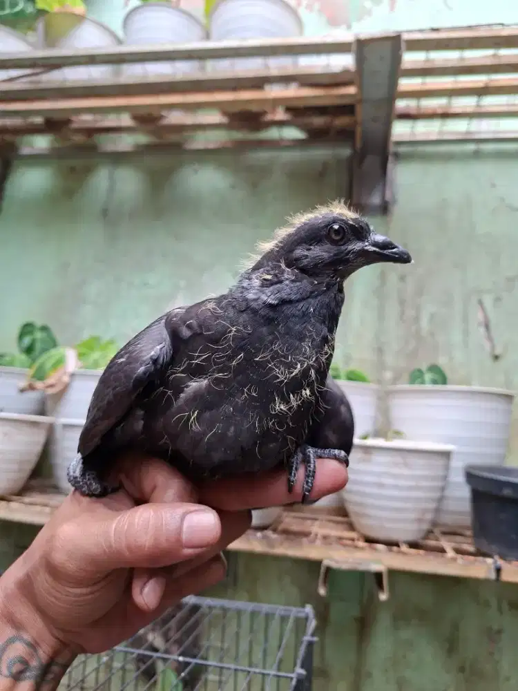ANAK JAWA SUNGUT TRAH GOSONG CEMANI