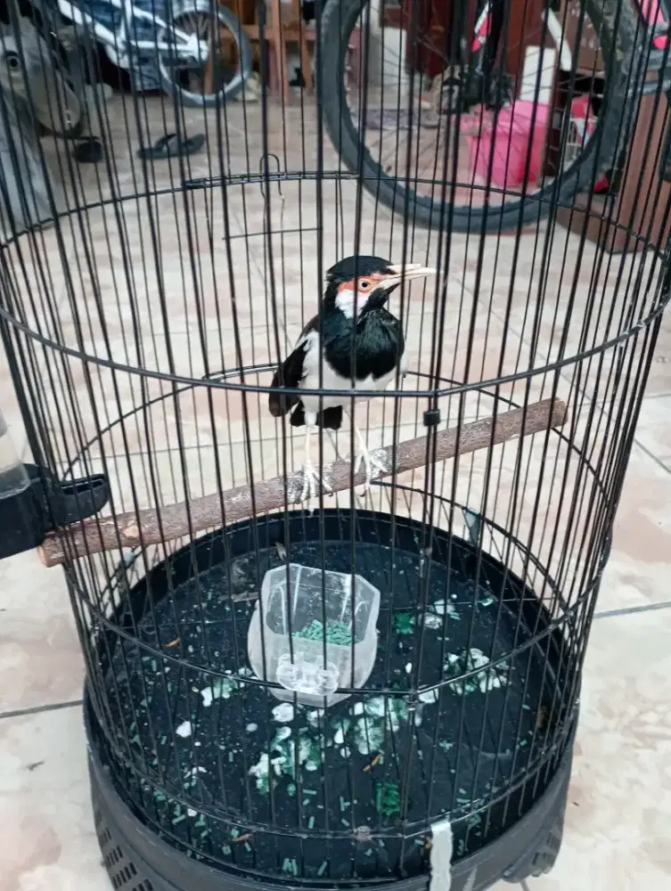 Jalak suren gacor