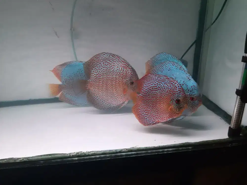 Discus Leopard Snake Skin & Blue Scorpion 5-6