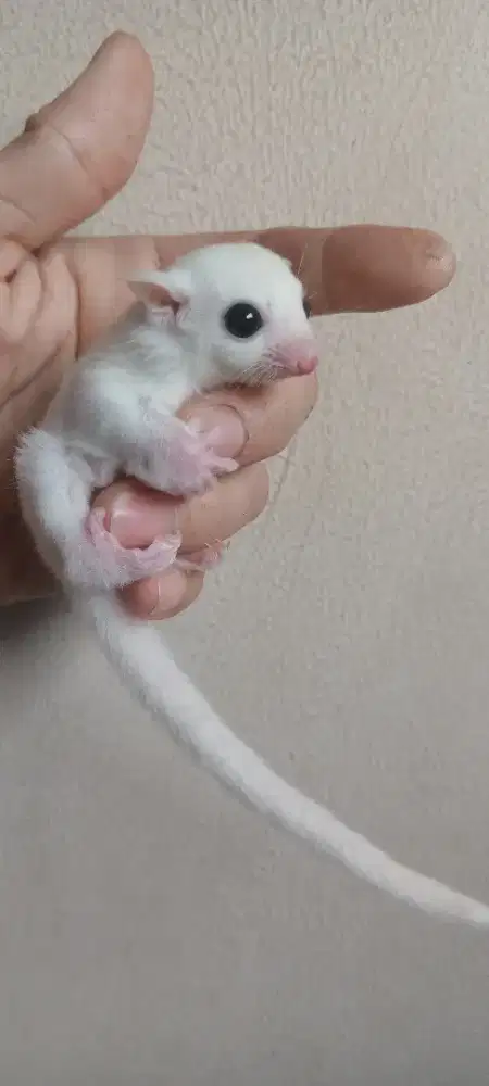 SUGAR GLIDER LEUCISTIC JOEY JANTAN