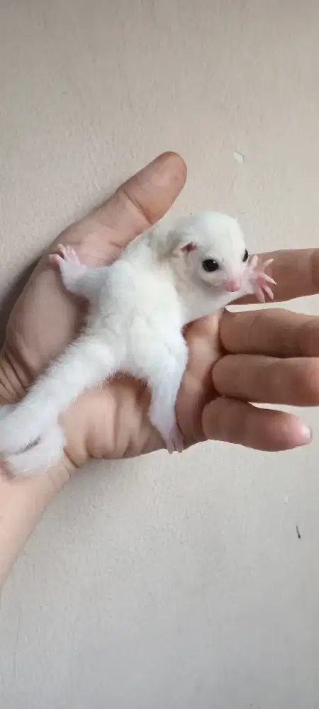 SUGAR GLIDER LEUCISTIC JOEY JANTAN