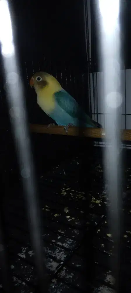 Baby biola pb betina