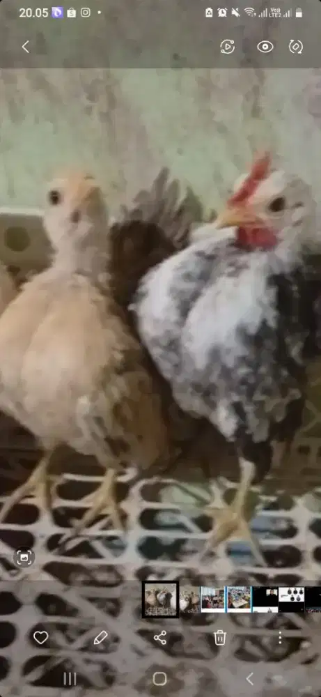 Ayam serama jantan betina