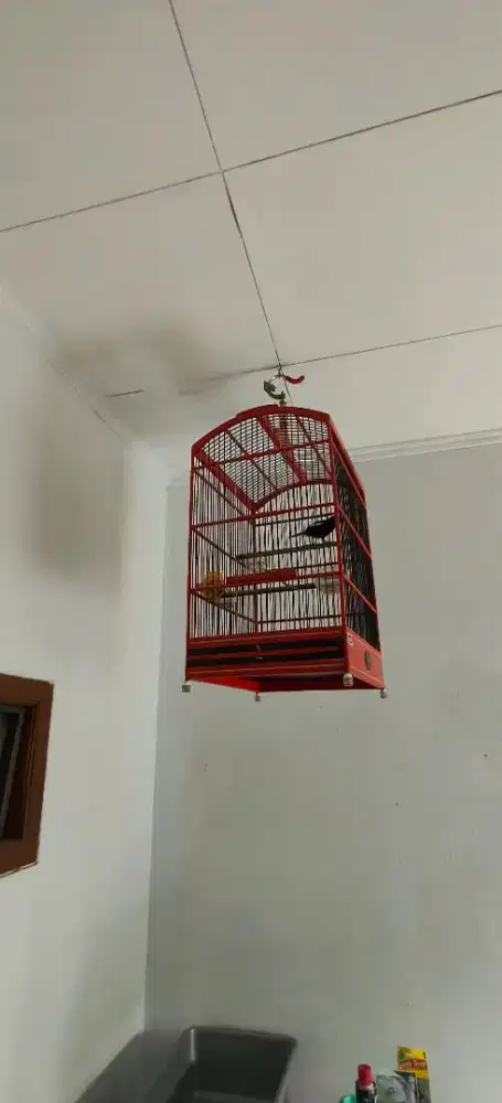Kacer Wulung Gacor