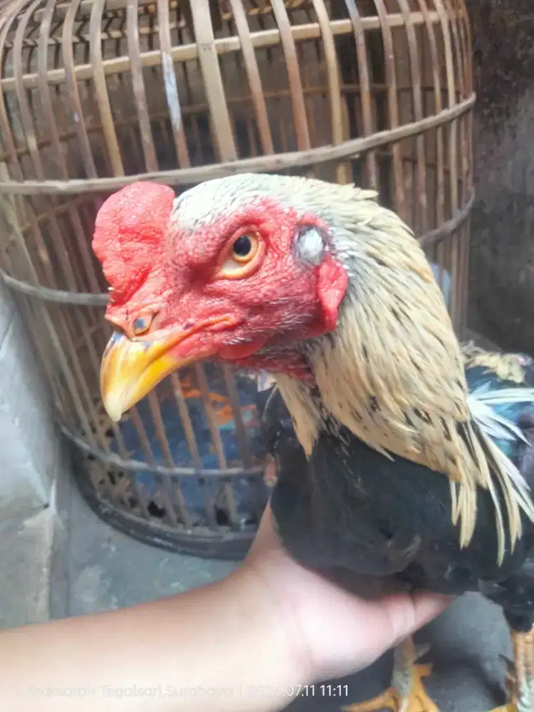 Ayam widu sisik buaya