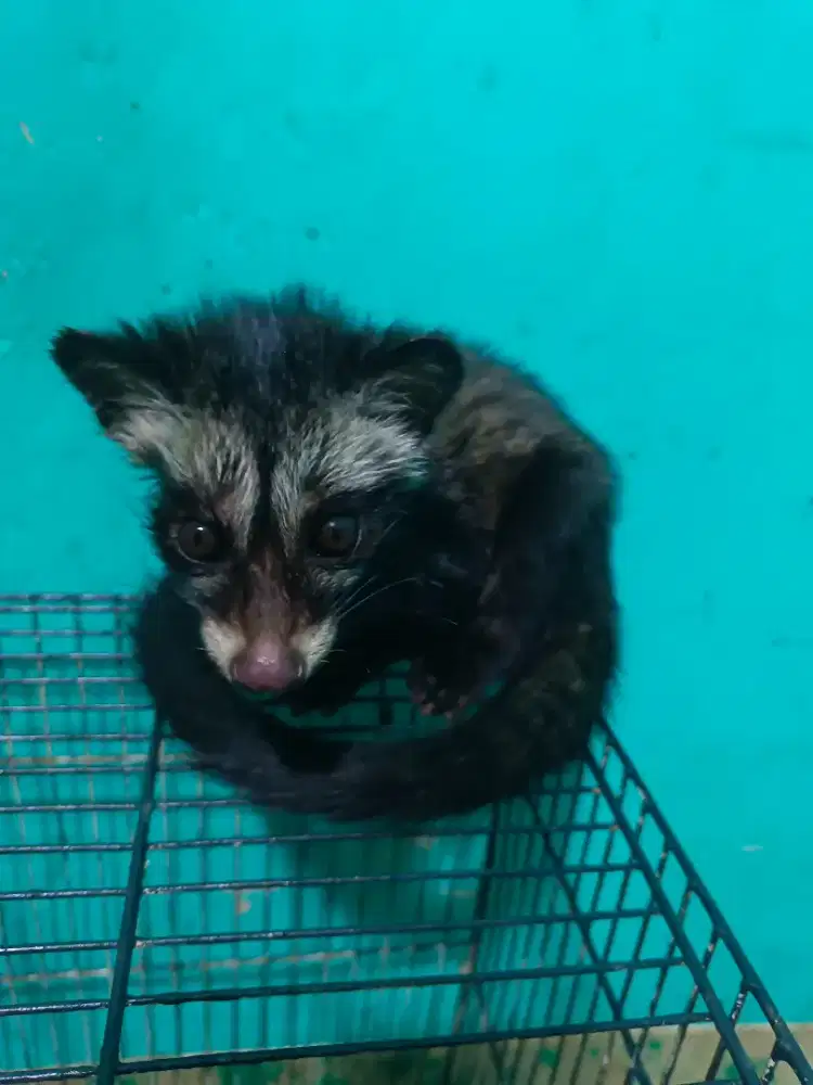 Musang pandan  jantan