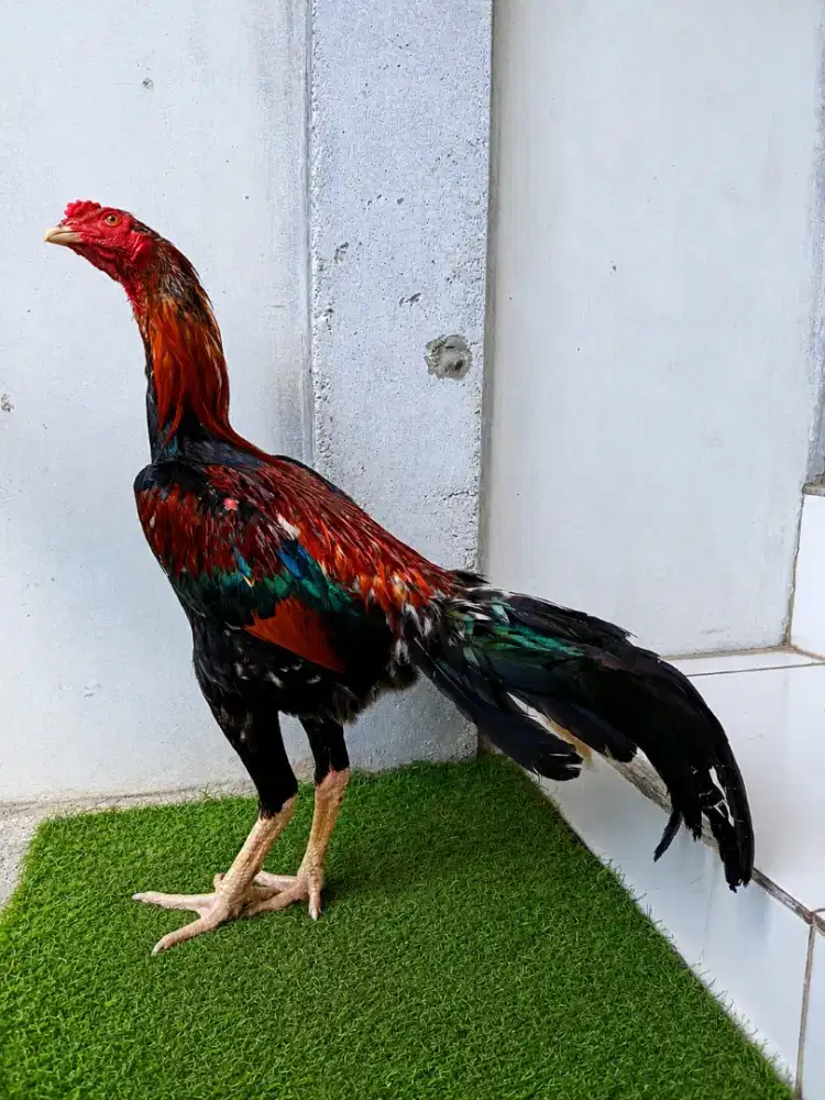 ayam Bangkok muda