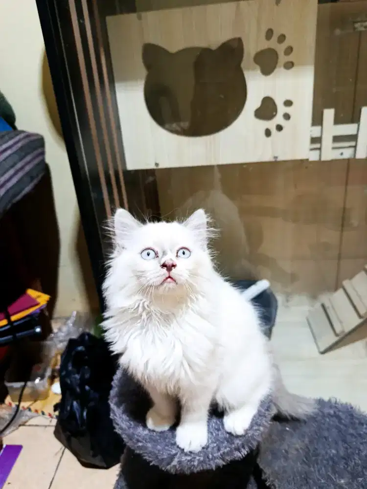 Kitten ragdoll usia 2,5 bulan betina