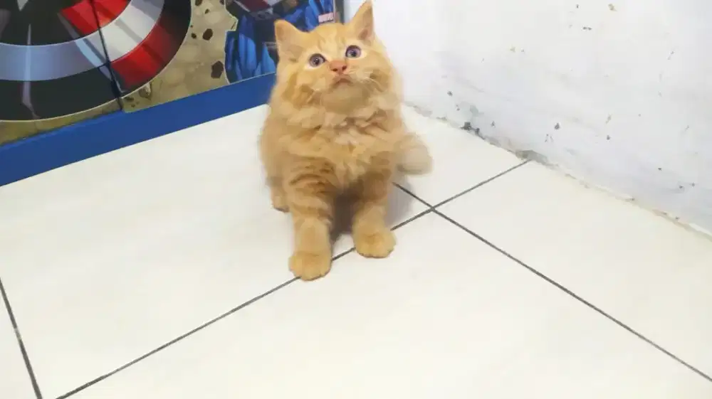 Kitten Norwegian usia 2,5 bulan jantan