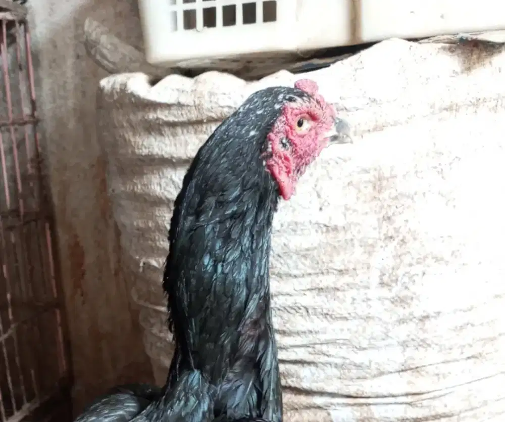 ayam bangkok indukan big size