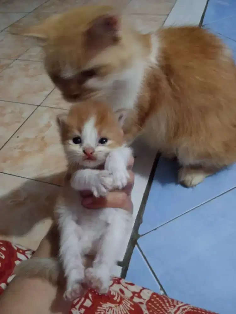 kiten kucing persia betina
