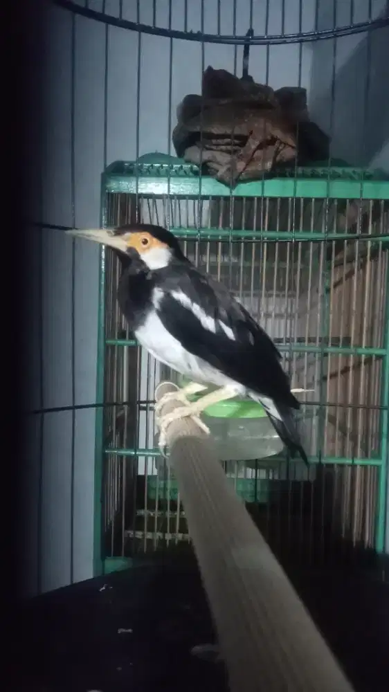 Jalak suren jantan
