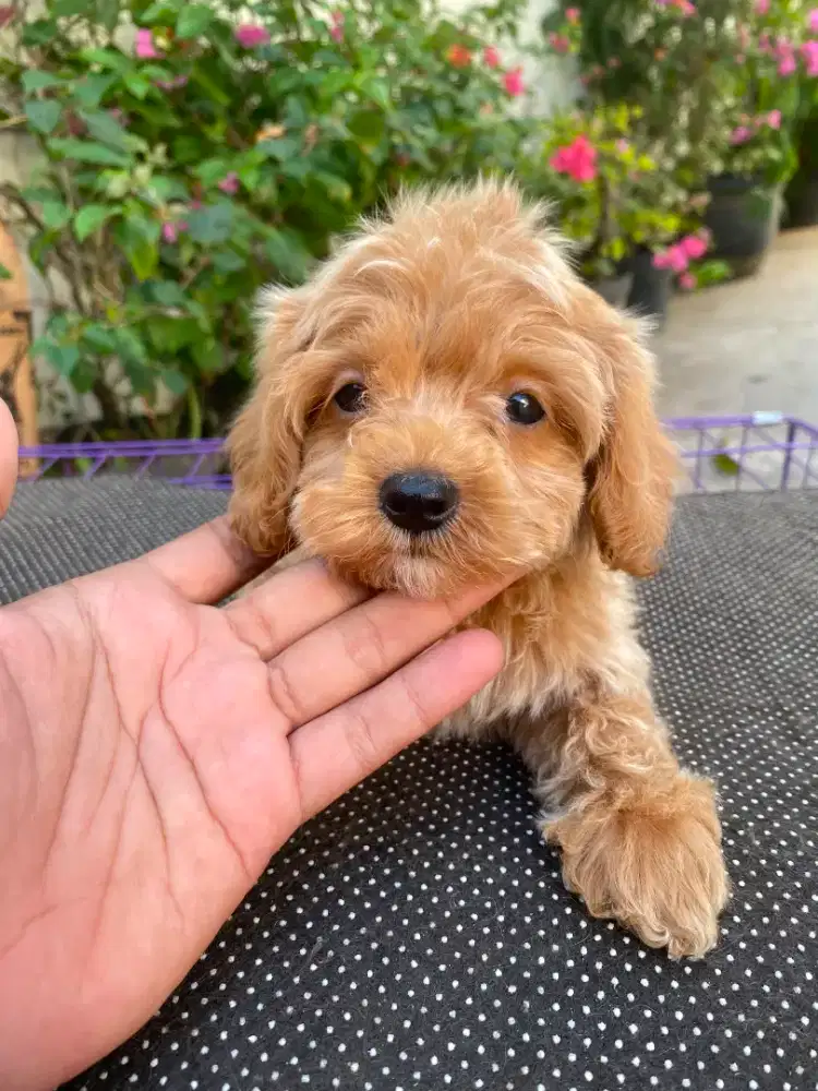 poodle umur 2 bulan