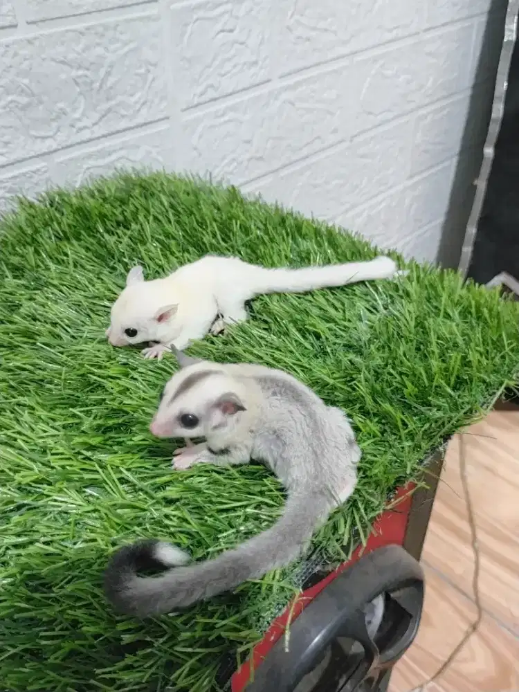 Hewan Sugar glider Joey