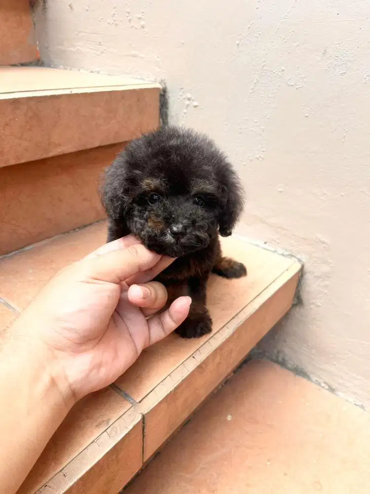 Tea Cup Phantom Poodle Stambum