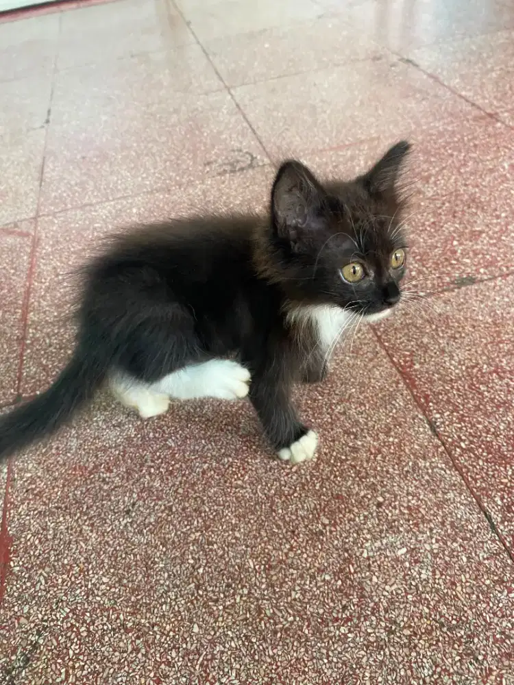 Kitten mixdom betina