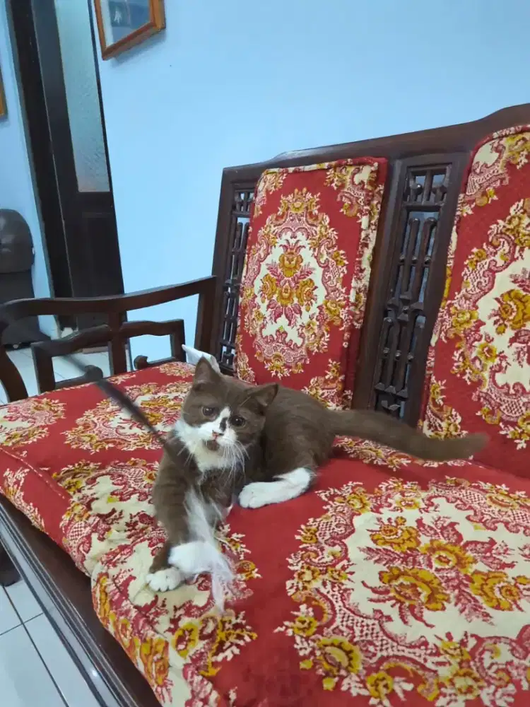 BSH Jantan bico cinnamon