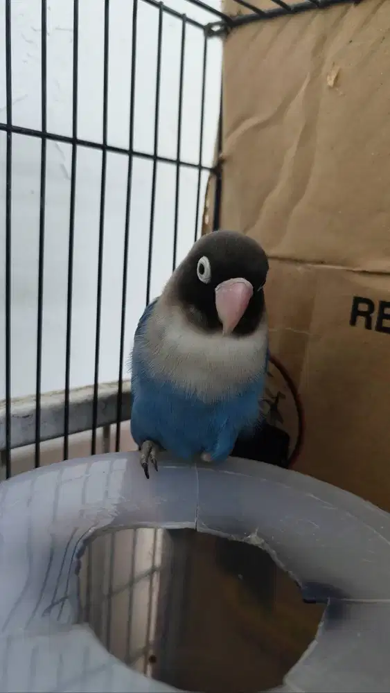 Lovebird betina