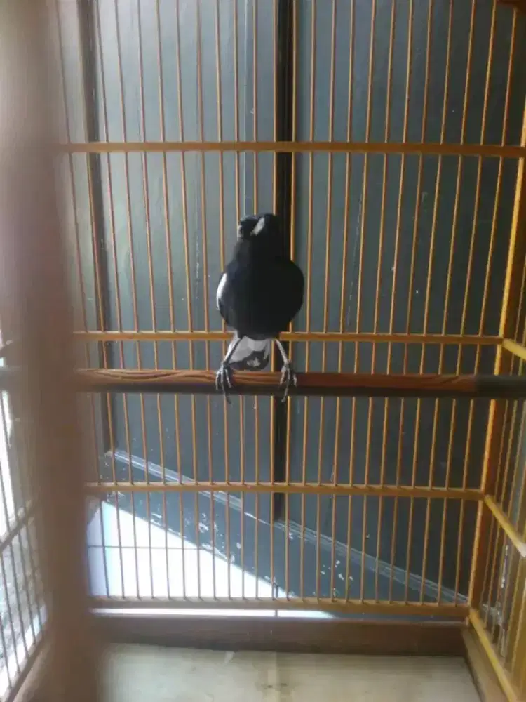 kacer dada hitam mulus