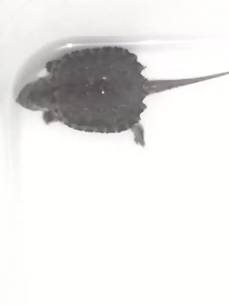 Snaping Turtle CST