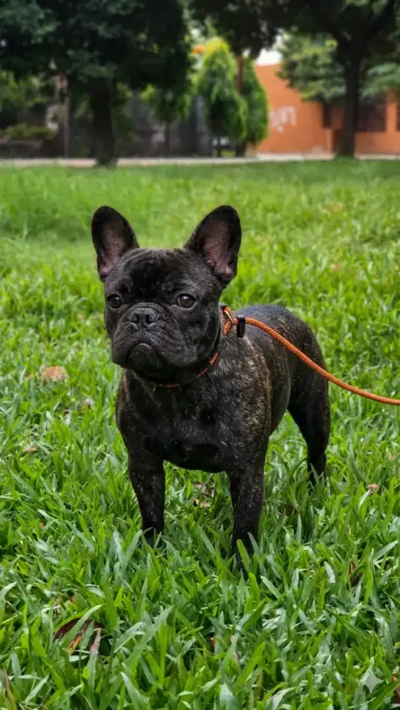 French Bulldog Jantan, Merle Carrier