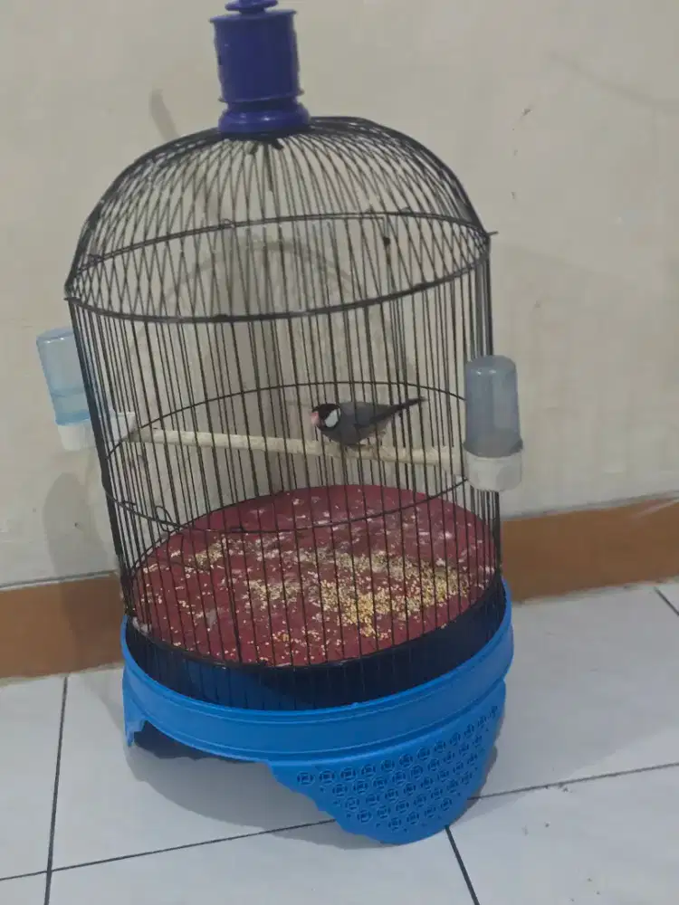 sangkar kandang + burung