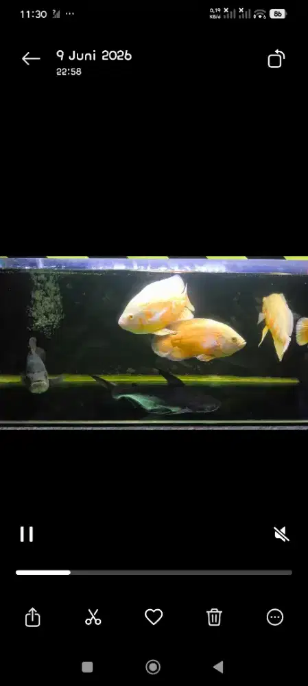 Oscar albino & oscar red Tiger Jumbo