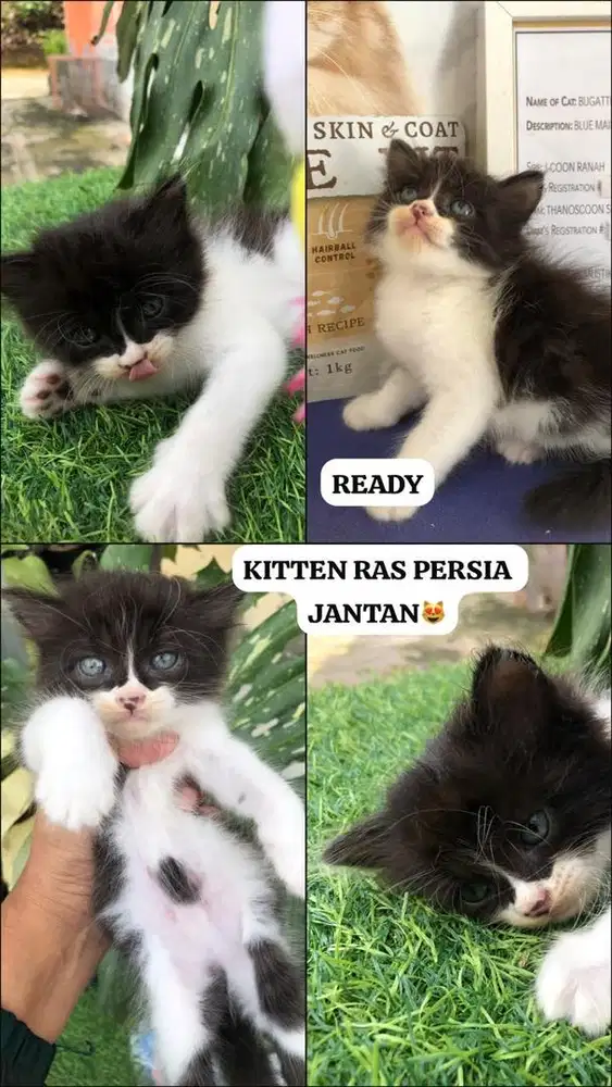 KITTEN RAS PERSIA