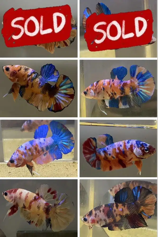 Ikan cupang Multicolour