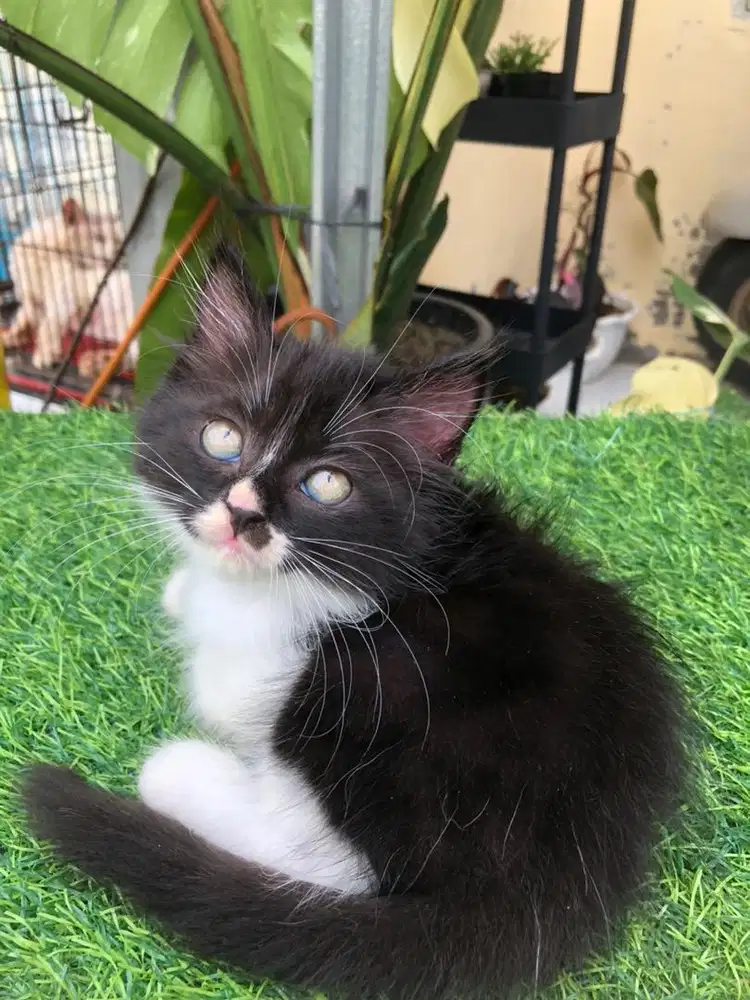 KUCING KITTEN RAS PERSIA