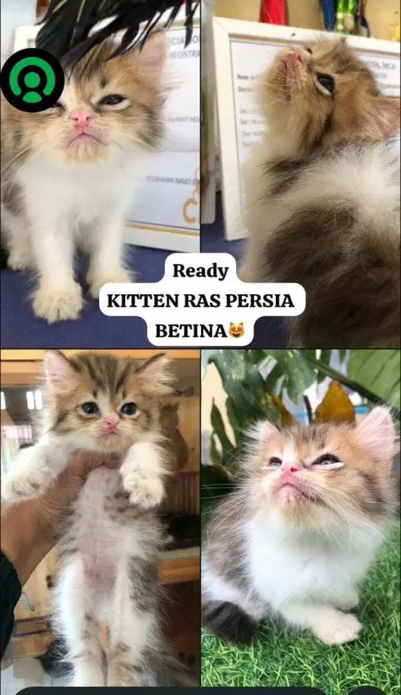 KITTEN RAS PERSIA BETINA