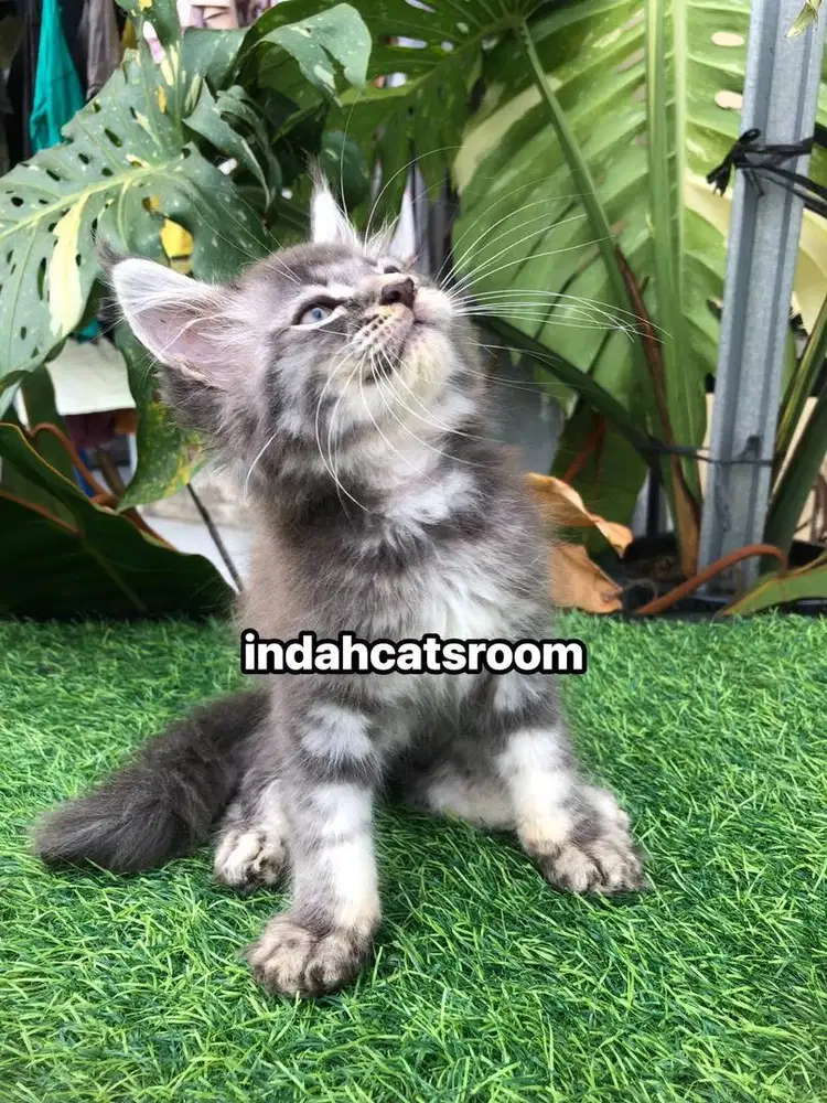 KITTEN RAS MAINECOON JANTAN