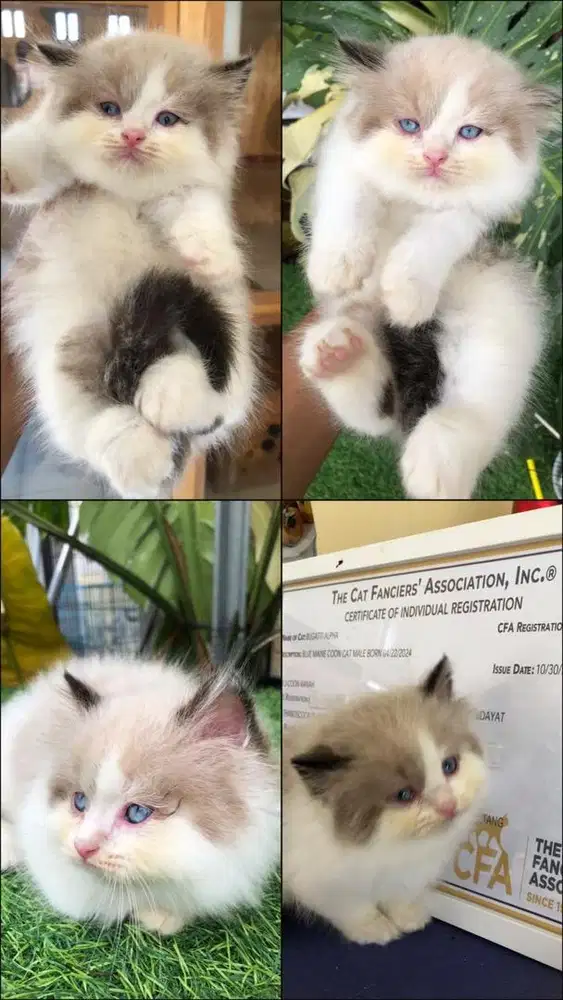 KITTEN RAS RAGDOLL BETINA