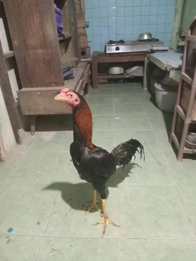 Ayam Bangkok Silangan jawa