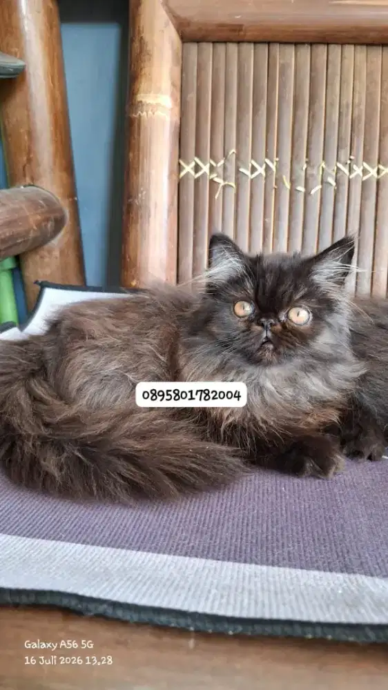 Kucing persia betina /kitten persia peaknose  /kucing peaknose  jantan