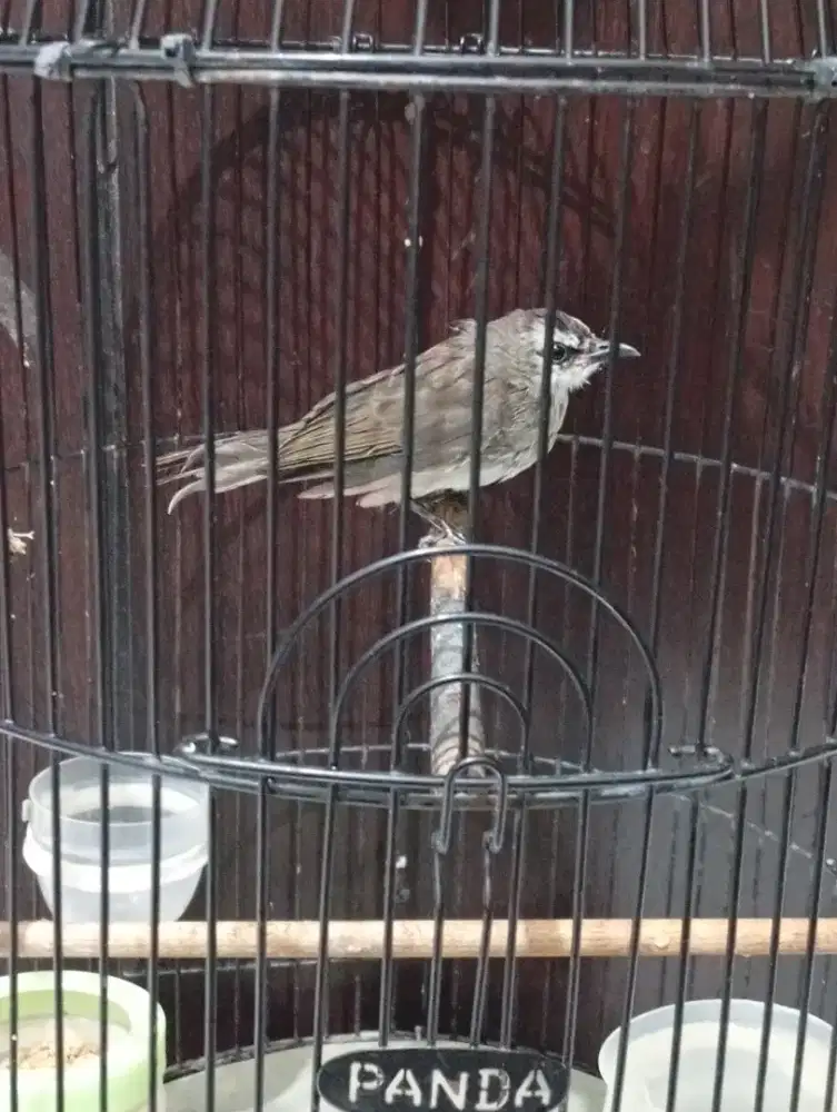 jual burung Trucuk bahan