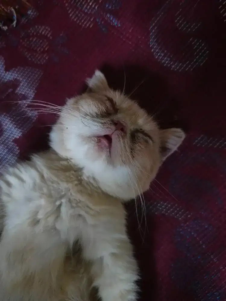 Kucing Persia, munchkin 3 bulan