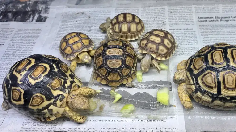 Kura kura Sulcata dan Pardalis Sehat dan Pilihan di Bekasi