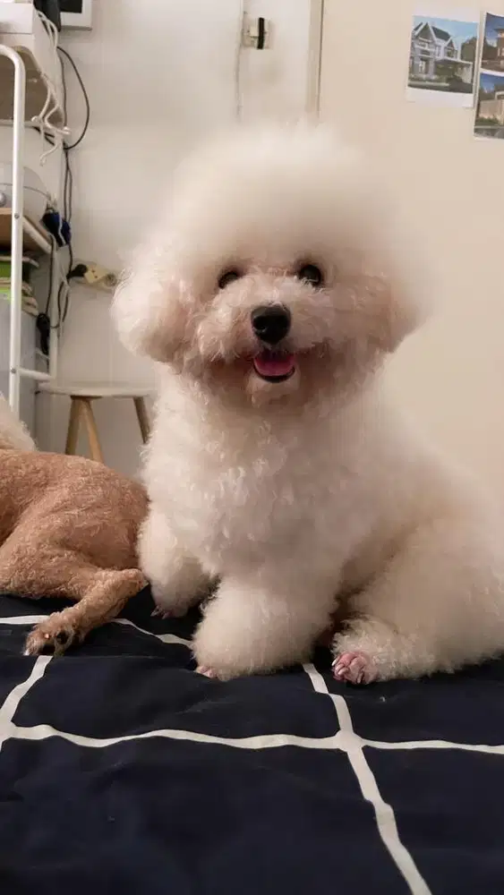Dijual poodle parti color puppy