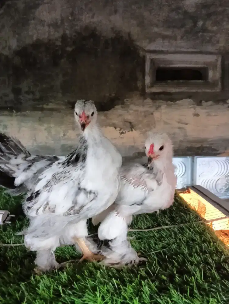 Ayam Hias Brahma